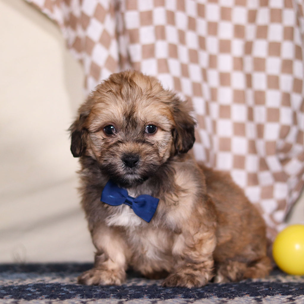 Blaze - Available 3/12