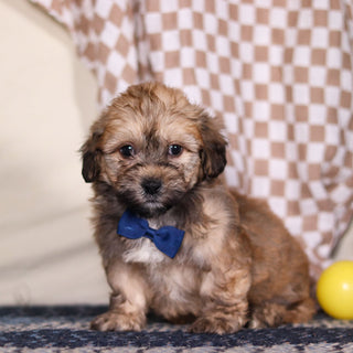 Blaze - Available 3/12