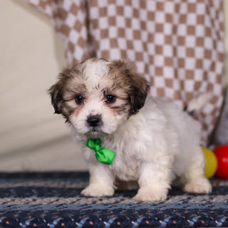 Barrett - Available 3/12