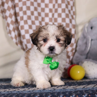 Barrett - Available 3/12