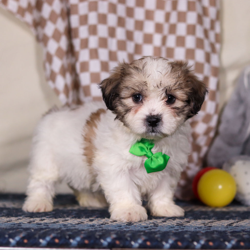 Barrett - Available 3/12