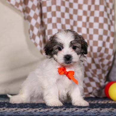 Albert - Available 3/12