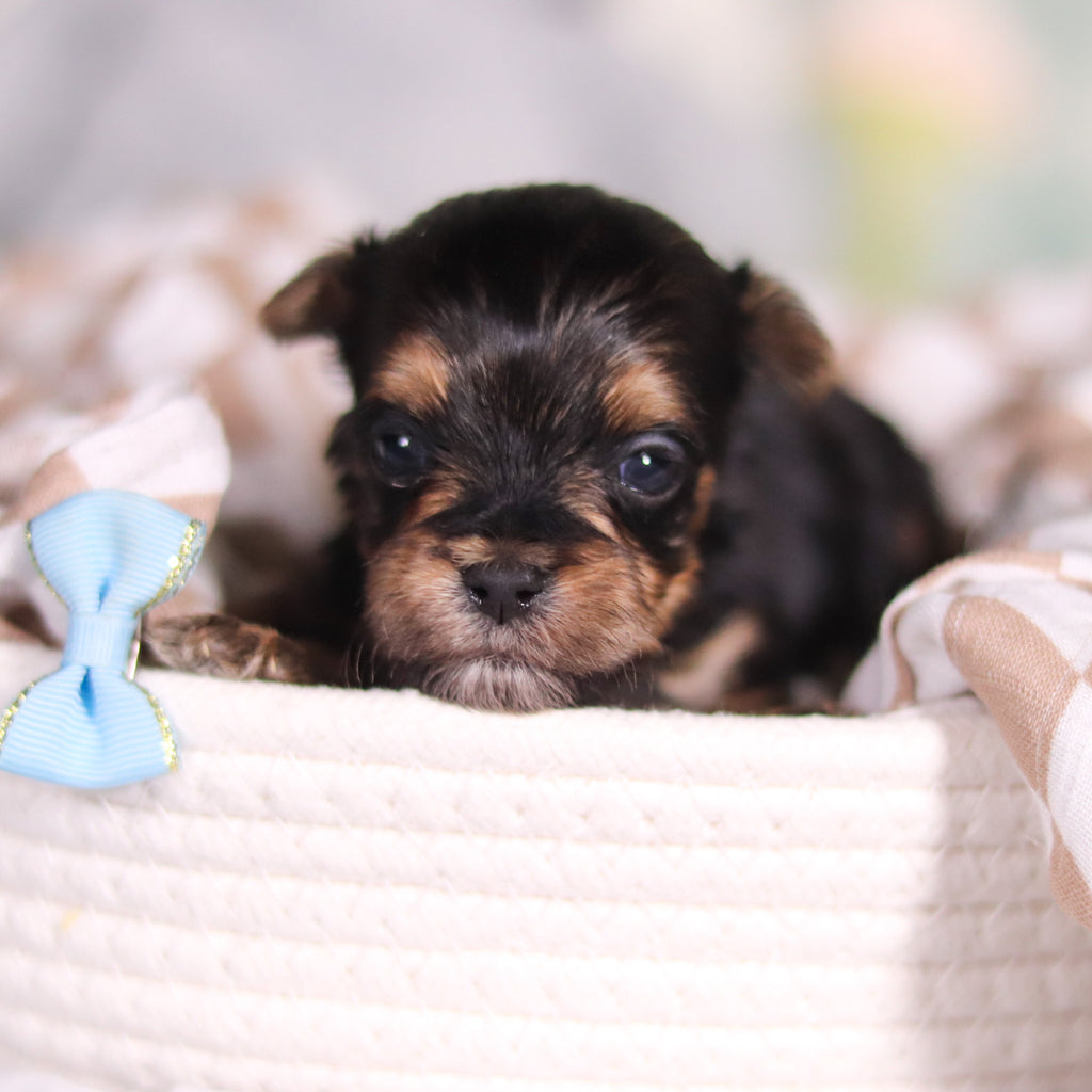 August - Available Now