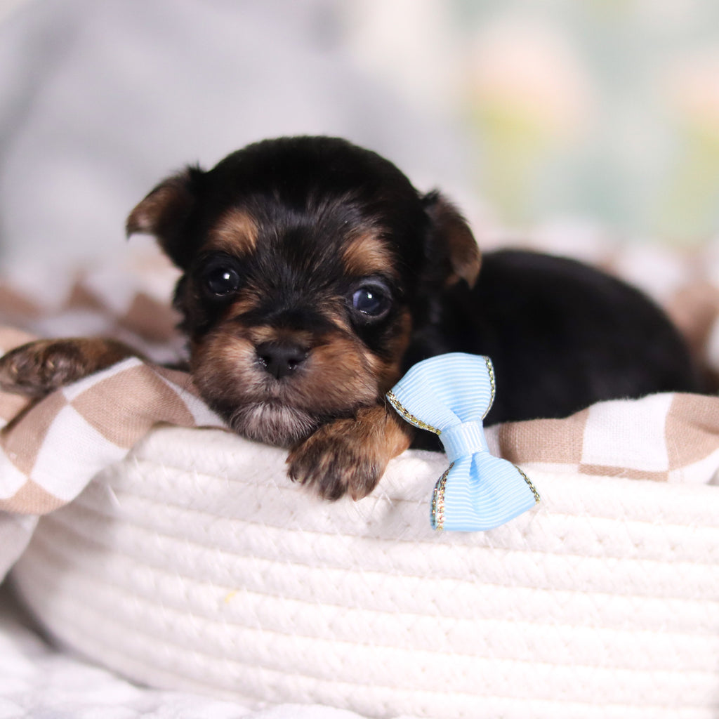 August - Available Now