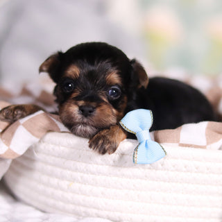 August - Available Now