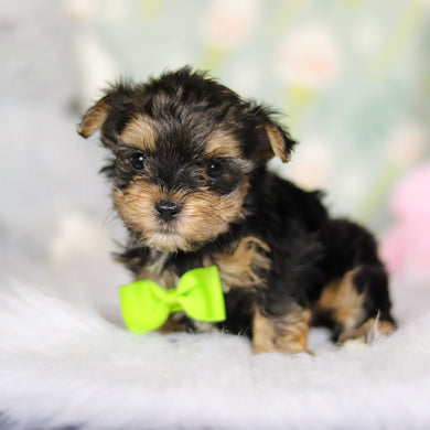 August - Available Now