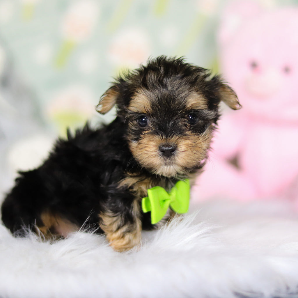 August - Available Now