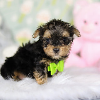 August - Available Now