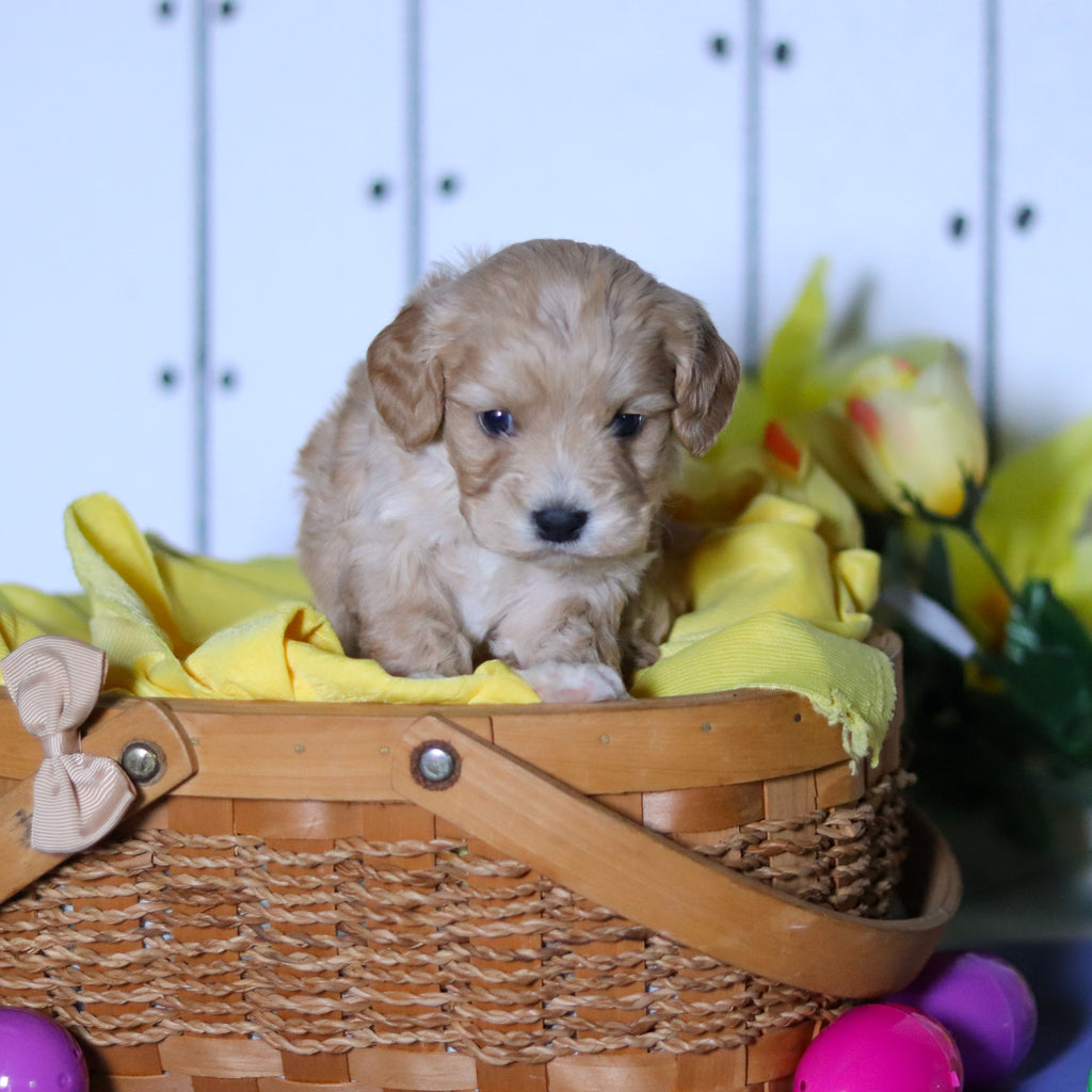 Connor - Available 4/23