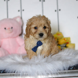 Connor - Available 4/23