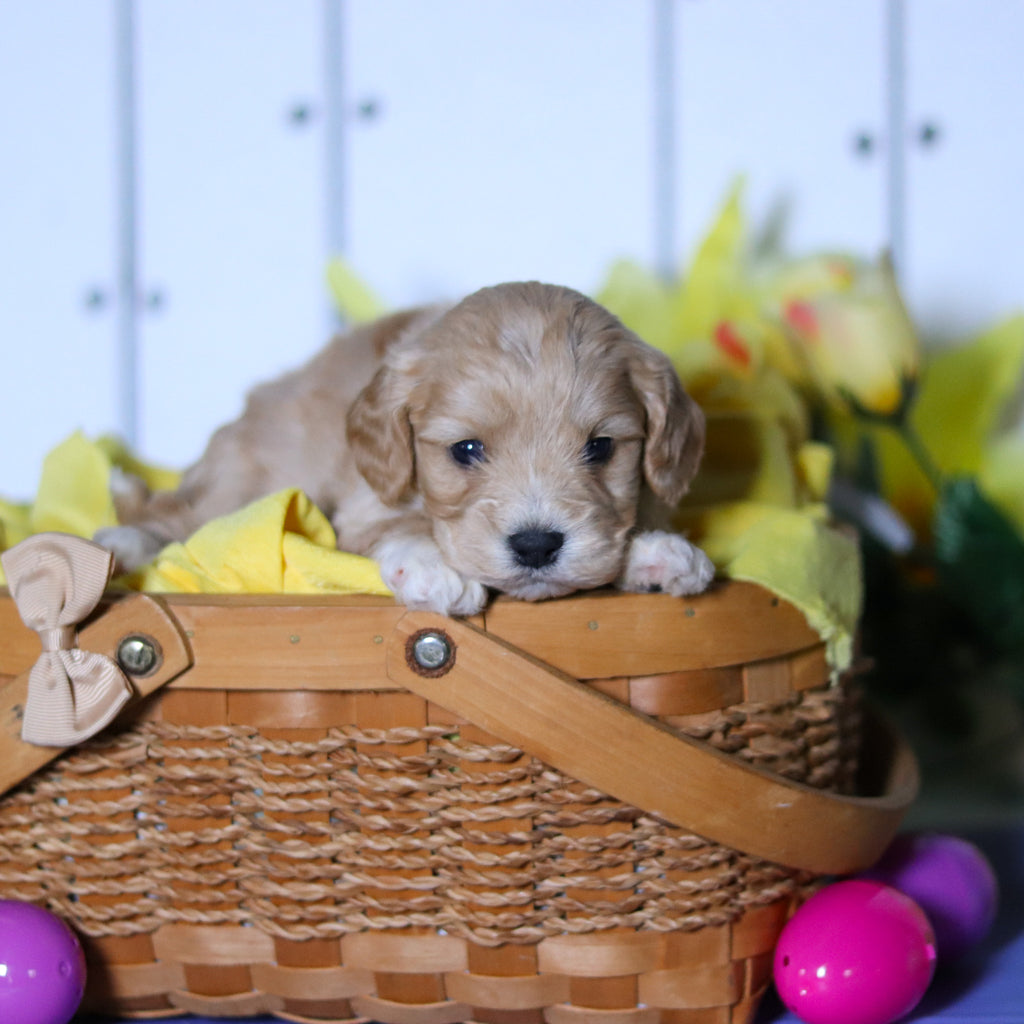 Connor - Available 4/23