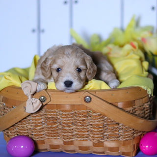 Connor - Available 4/23