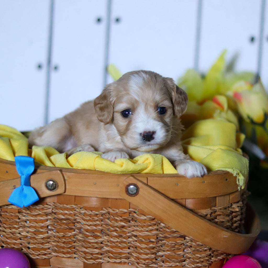 Carlos - Available 4/23