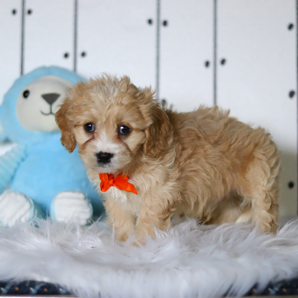 Carlos - Available 4/23