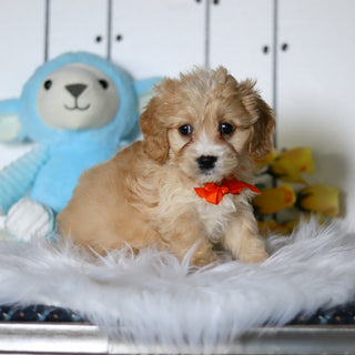 Carlos - Available 4/23