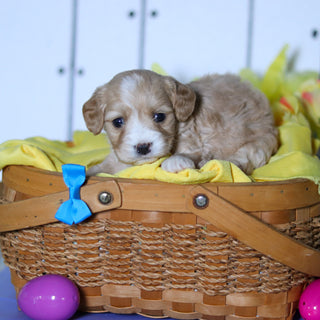 Carlos - Available 4/23