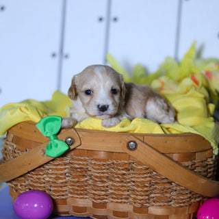 Carson - Available 4/23