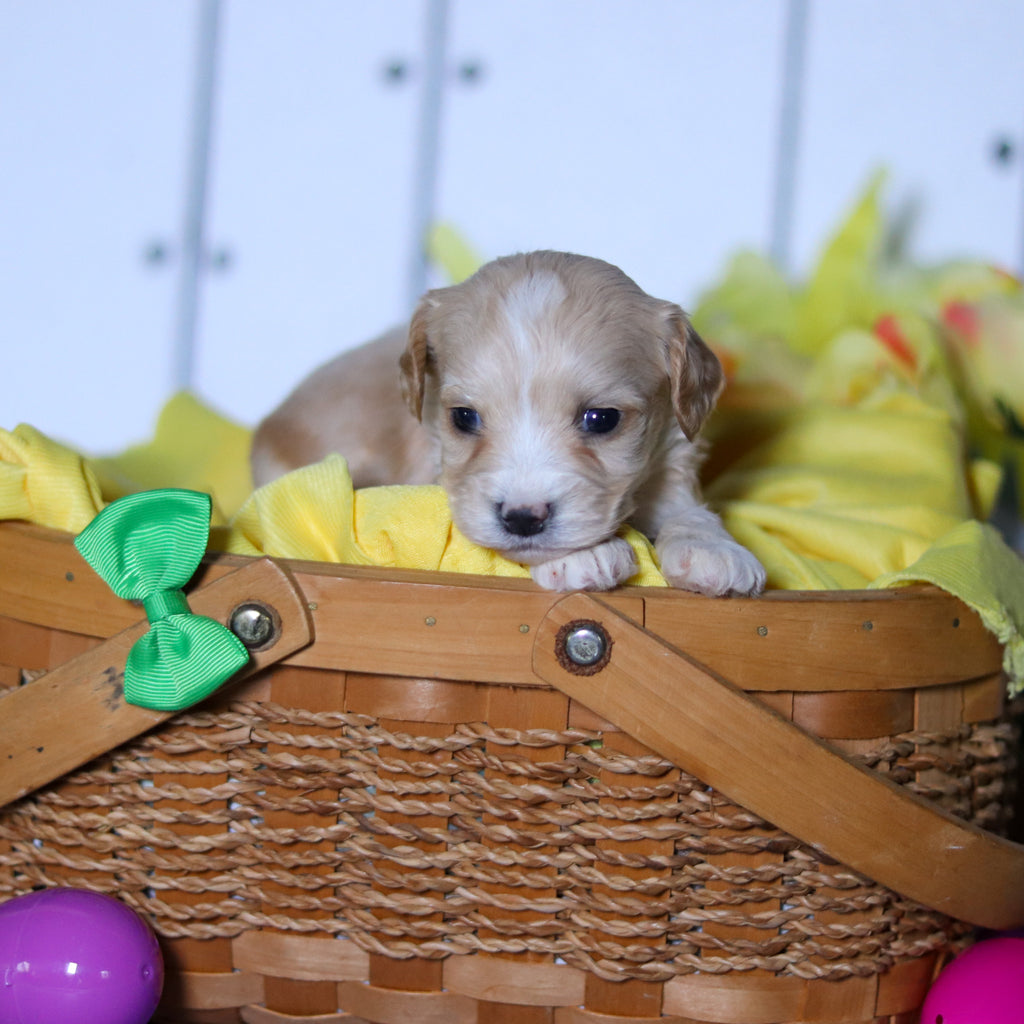 Carson - Available 4/23