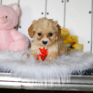 Carson - Available 4/23