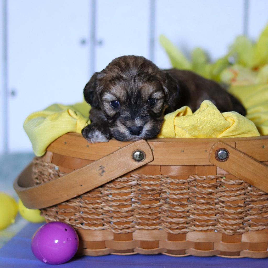 Cameron - Available 4/23