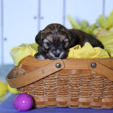 Cameron - Available 4/23