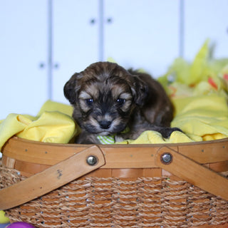 Cameron - Available 4/23