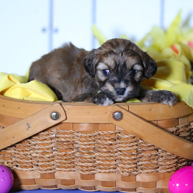 Cameron - Available 4/23