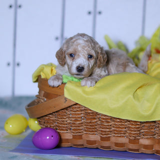 Reed - Available 4/23