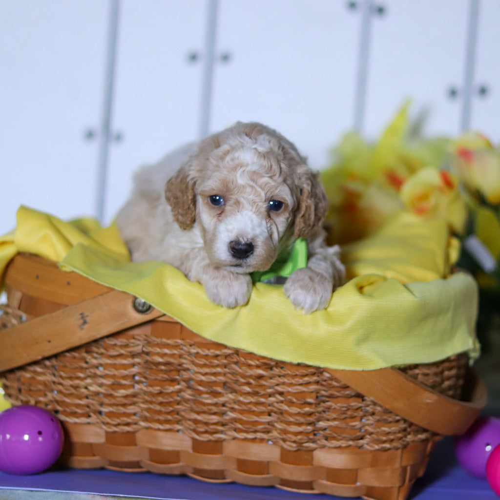 Reed - Available 4/23