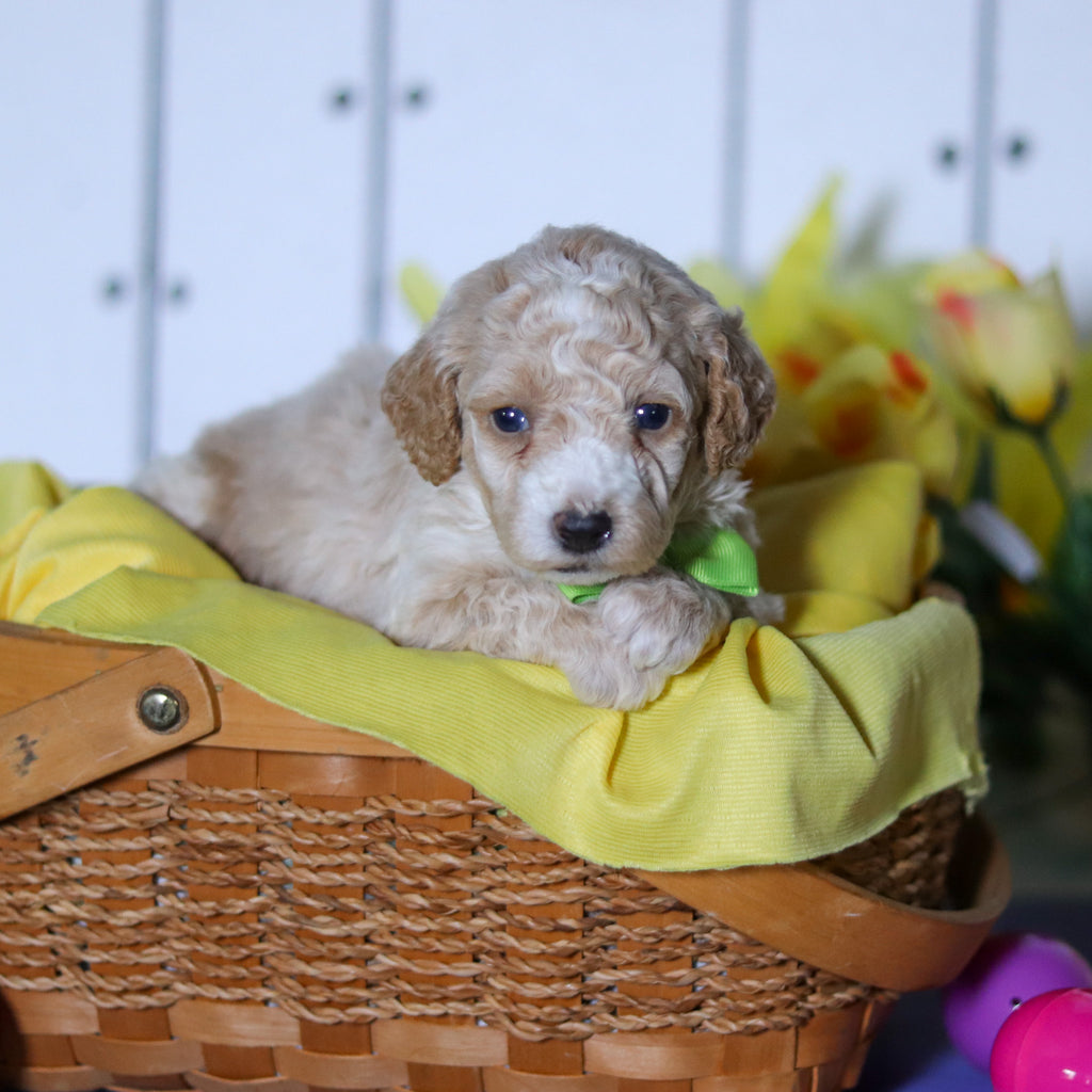 Reed - Available 4/23