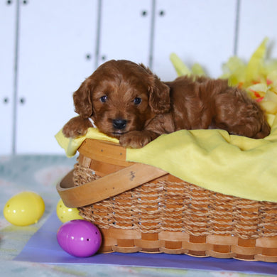 Henry - Available 4/23