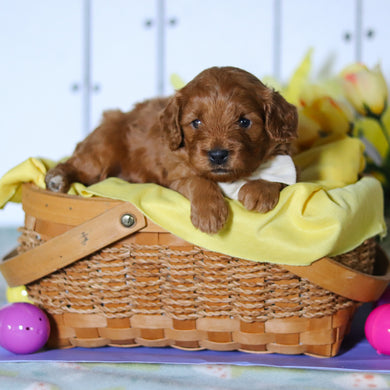 Henry - Available 4/23