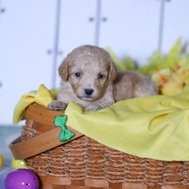 River - Available 4/23