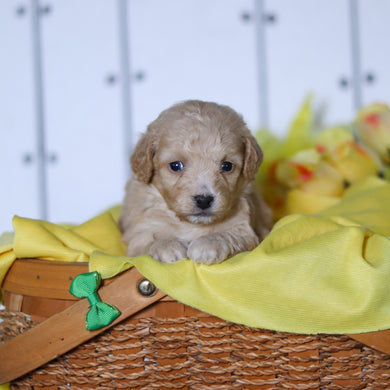 River - Available 4/23