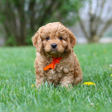 Mikey - Available 4/30