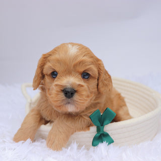 Mack - available 11/19