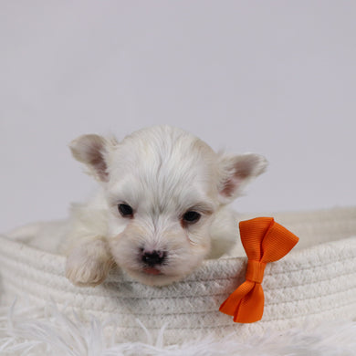 Macon - Available 12/17