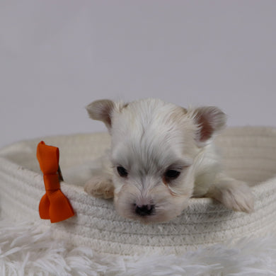 Macon - Available 12/17