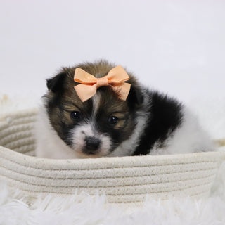 Maggie - Available Now