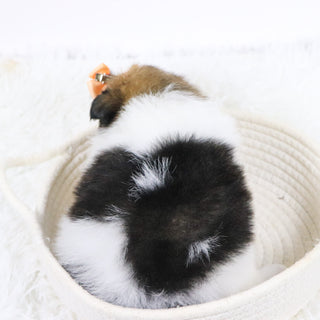 Maggie - Available Now