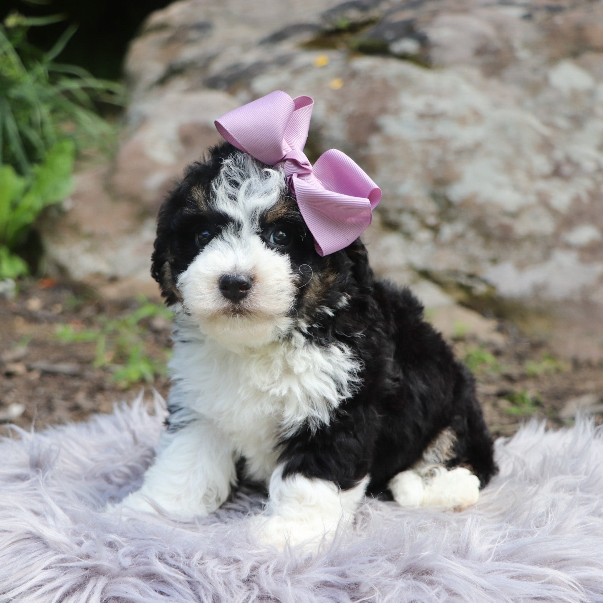 Why choose Happytail Puppies