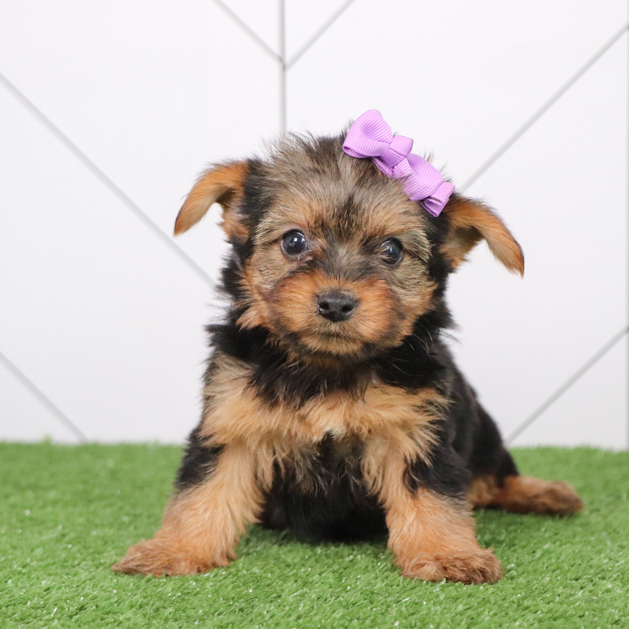 pocket size puppies for every apartment