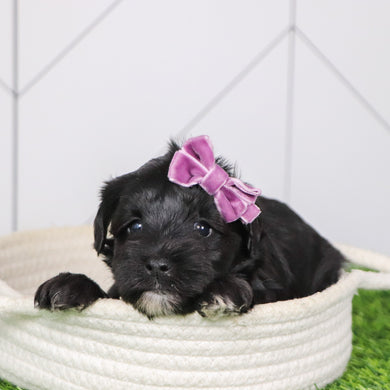 Maisy - Available 2/4