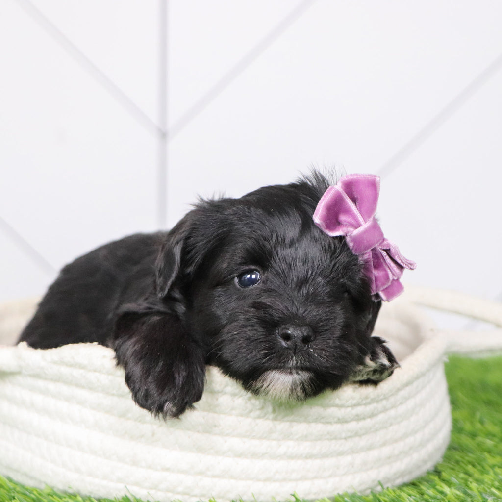 Maisy - Available 2/4