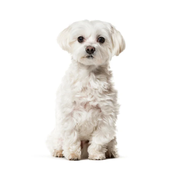 Maltese puppy for sale