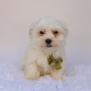 Manny - Available Now