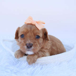 Maria - available Now