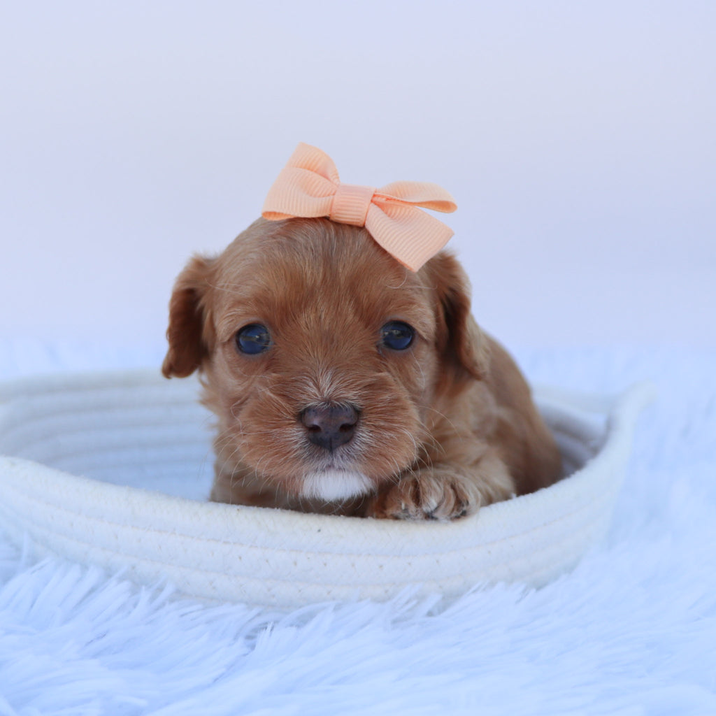 Maria - available Now