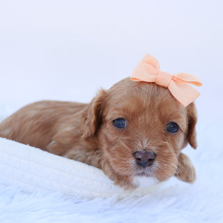 Maria - available Now