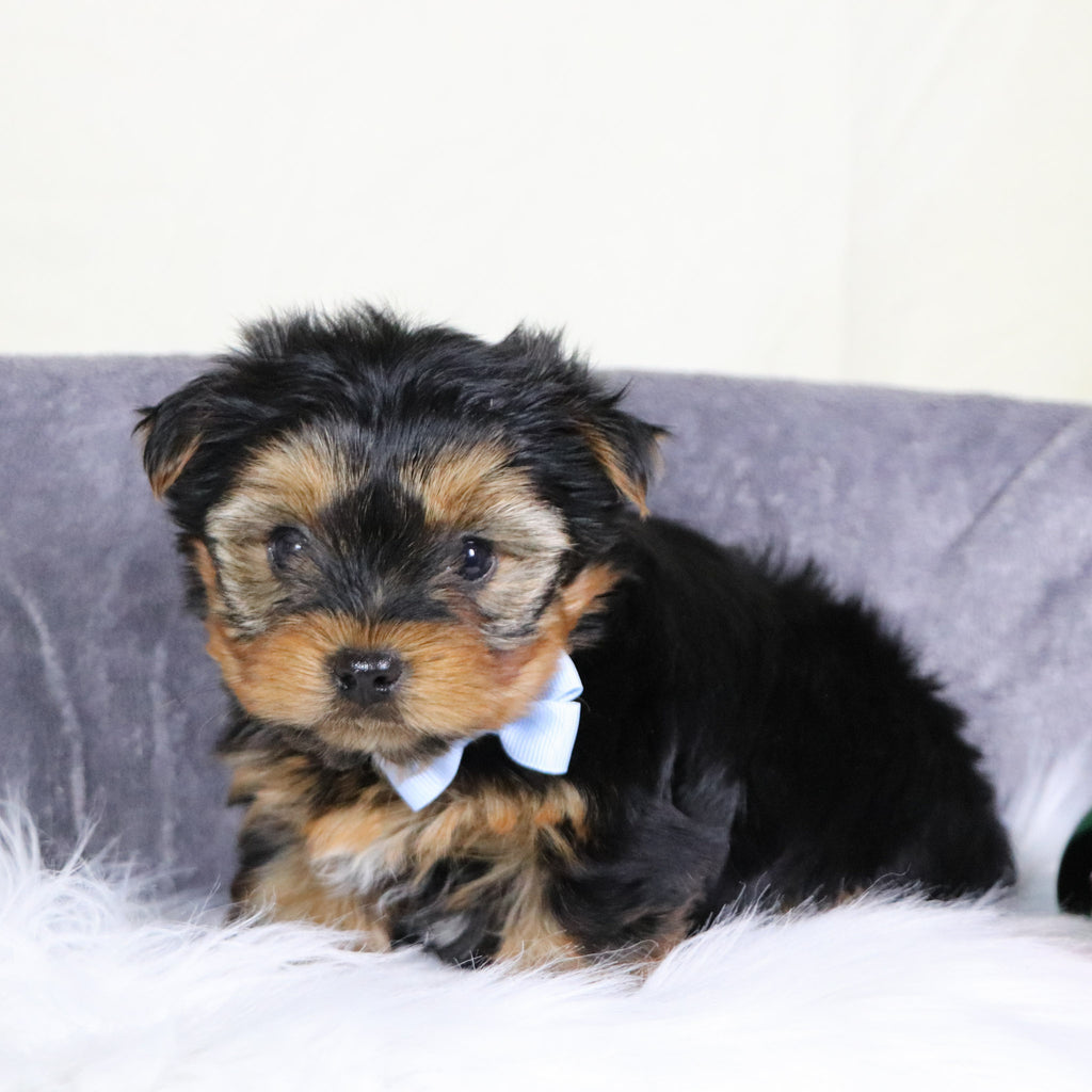 Marion - Available 12/31